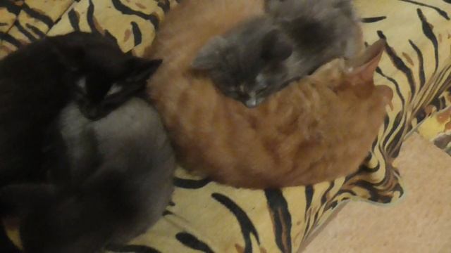 мои животные спят