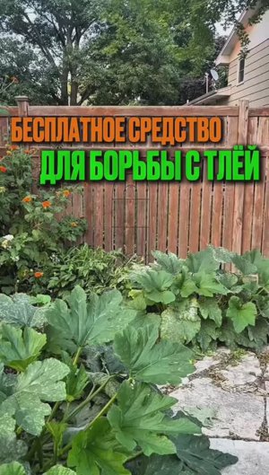 Средство для борьбы с тлёй