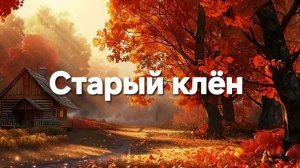 Старый клён