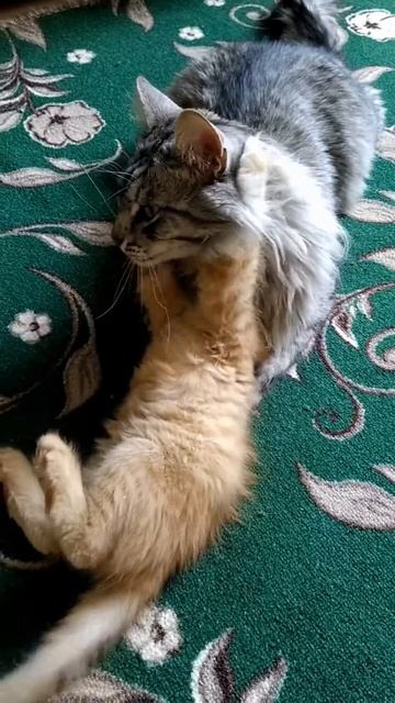 Коты подружились. Пополнение в семье принесло много СВЕТА. Лучик прижился.#смешныеживотные #котики смотреть онлайн