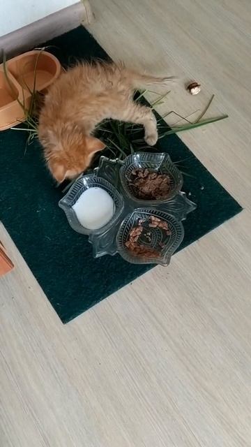 Неожиданное чудо,не смогла пройти мимо.Пополнение в семье.#котята #анохина #домашниеживотные смотреть онлайн