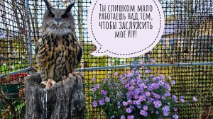 Выдала сове Ёлке новую подушку в промежутке между садовыми делами. Нашла забытую в болоте клюкву