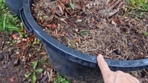 Где искать плодовые почки на голубике