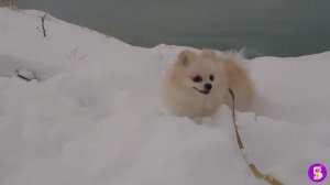 ВЛОГ** СНЕЖНАЯ АНАПА** СОБАЧКИ на МОРЕ** МЕРИЕМ СУГРОБЫ