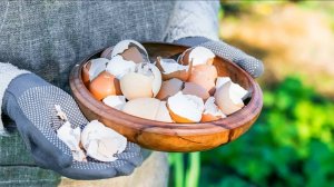 ЯИЧНАЯ СКОРЛУПА КАК УДОБРЕНИЕ ДЛЯ ОГОРОДА