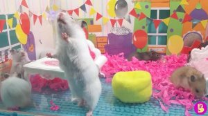 День Рожденье ХОМЯЧКОВ** МАЛЫШАМ УЖЕ МЕСЯЦ