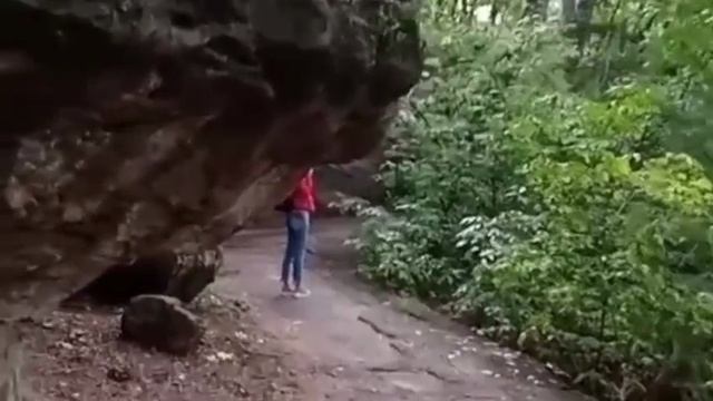 Реликтовый лес. смотреть онлайн