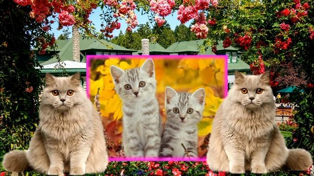 Мой ролик КОШКИ - ЭТО КОШКИ.mp4 смотреть онлайн