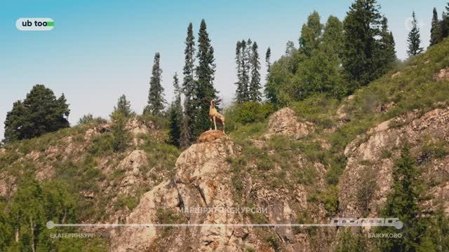 ЭКО-МАРШРУТ Оленьи ручьи