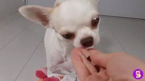 ЛАКИ и МОНЯ СОБИРАЮТ ИГРУШКИ*** КАК МЫ УЧИЛИСЬ ЭТОМУ ТРЮКУ** ВЛОГ о СОБАЧЬЕЙ ЖИЗНИ