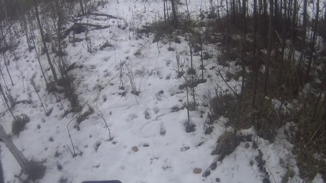 Загонная охота на косулю 2025 год смотреть онлайн