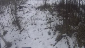 Загонная охота на косулю 2025 год