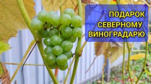 Обрезал виноград и получил вкусный подарок от сорта Вардува