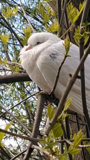 А в чём же чудо? Прогулка 7 мая/Анохина смотреть онлайн