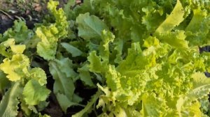 7 октября. После заморозков в огороде и в саду