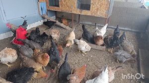 07-10-2025. Яйца будут ВЕСНОЙ обязательно 🥚🐔🤗