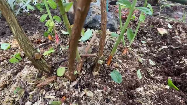 Уход за голубикой осенью смотреть онлайн