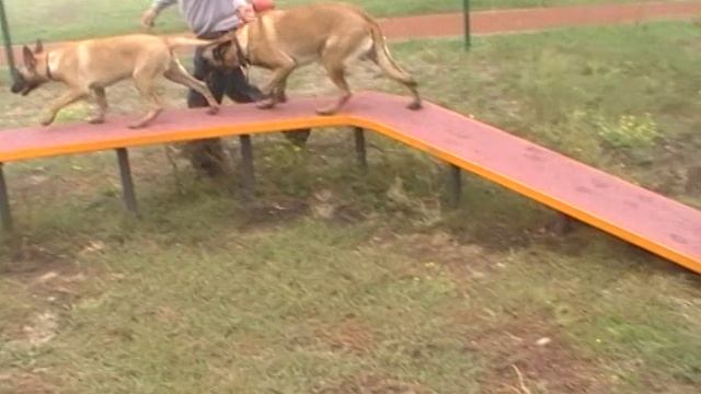 Бельгийская овчарка малинуа Альф 4.5 г. занятие на снарядах, и 4м Харис