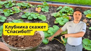 Как осенью подготовить клубнику к морозам секрет дачника