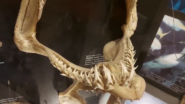 "Витязь" судно.2025. смотреть онлайн