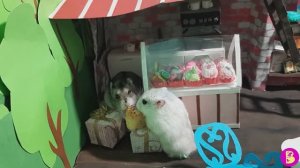 ГДЕ ПОСЕТИТЕЛИ? ТРИ ХОМЯЧКА ИЩУТ ГОСТЕЙ