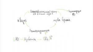 Лекция 7. 1. Регуляция кровообращения. Нормальная физиология.