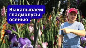 Гладиолусы осенью Выкапывание обработка и хранение