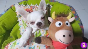 УТРО НОВОЙ РАСПАКОВКИ** НЕ ПРОСПИ ПОДАРКИ