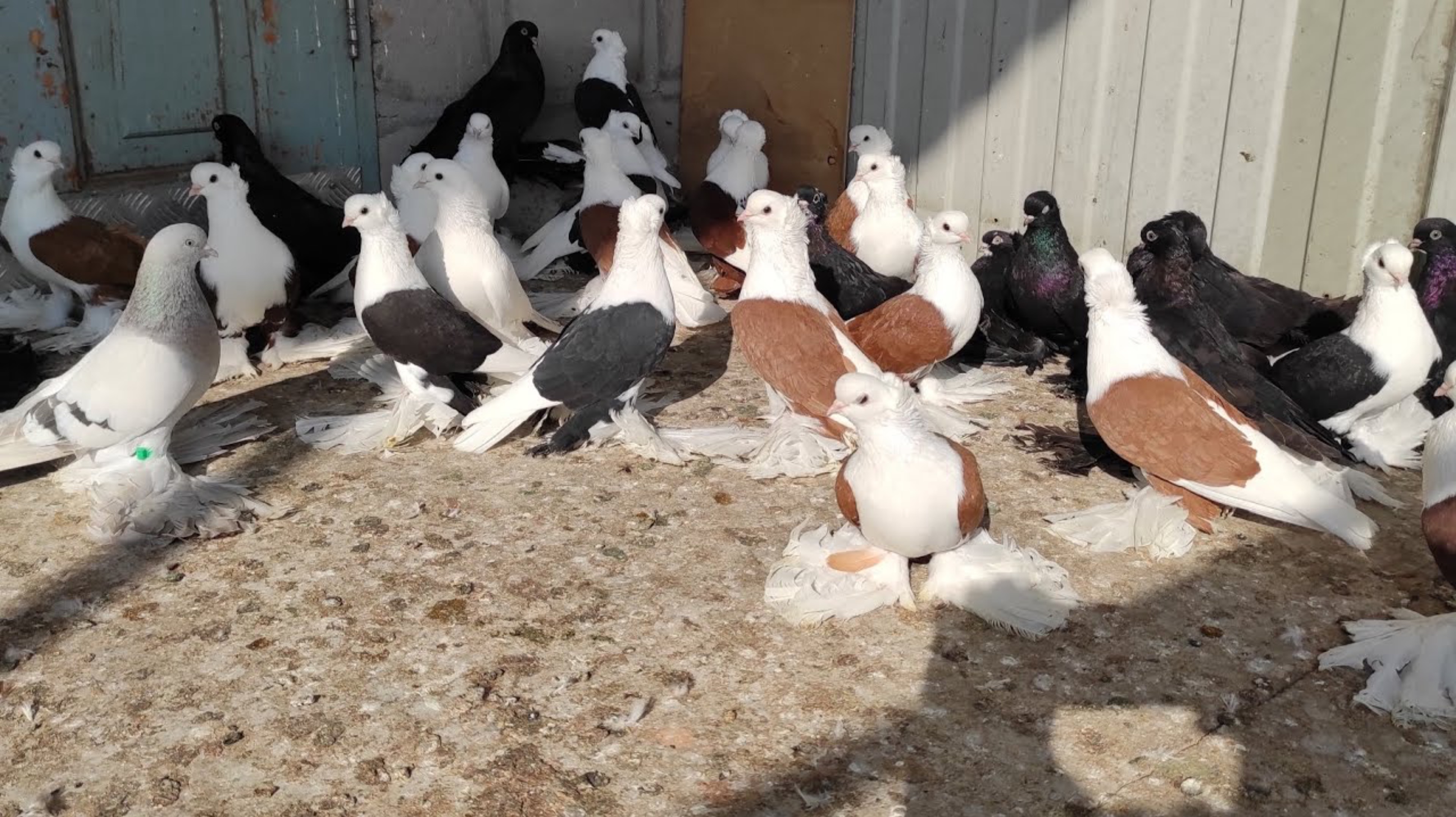 Северокавказские голуби, Оренбургские голуби, Бакинские бойные голуби! смотреть онлайн