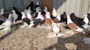 Северокавказские голуби, Оренбургские голуби, Бакинские бойные голуби!