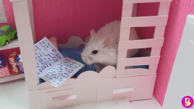 ХОМЯЧКИ НА САМОИЗОЛЯЦИИ/ВИЛЯ МЕШАЕТ ВИКИ ДЕЛАТЬ УРОКИ