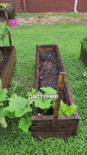 Как оживить рассаду?