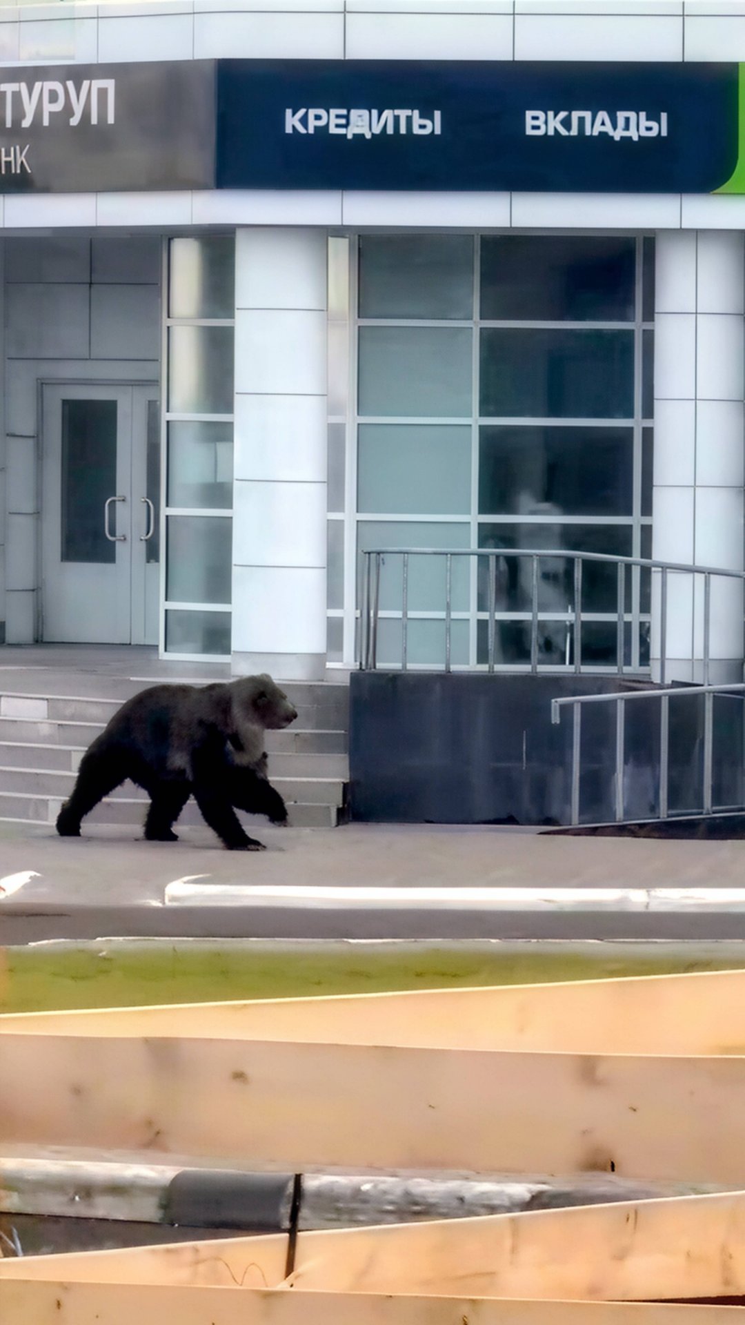 Медведь ворвался в город и ищет жертву😱🐻