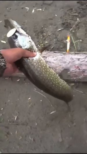 Видео от За Трофеем: Охота и Рыбалка