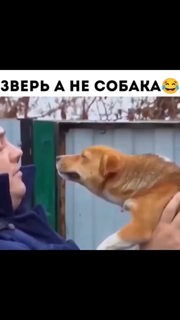 Украинец жалуется) смотреть онлайн