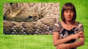 Селфи со змеёй