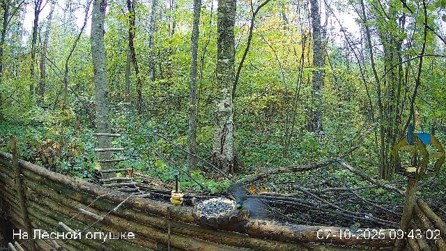 🍂ОКТЯБРЬ в ЛЕСУ онлайн #Relaxing #природа #звуки леса #птицы #погода🍁 смотреть онлайн