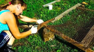 КУПИЛИ ДОМ В ДЕРЕВНЕ, ЗАВЕЛИ ЦЫПЛЯТ И КРОЛИКОВ. Из города в деревню 7 серия