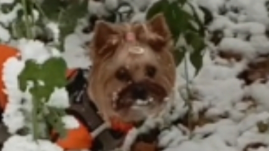 Первый снег-радость для йорка смотреть онлайн