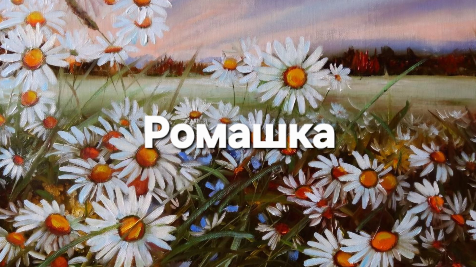 Ромашка, ромашка цветок полевой смотреть онлайн