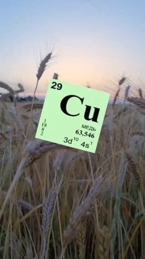 ЗЛАКИ ЯВЛЯЮТСЯ ОРУДИЕМ ПОРАБОЩЕНИЯ!!