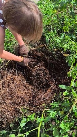 Как мы выкапываем картошку