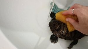 Как ухаживать за красноухими черепахами