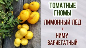 Гномы томатные "ЛИМОННЫЙ ЛЁД" и "НИМУ ВАРИЕГАТНЫЙ". Обзор + Отзыв. Урожайность. Вкус.