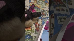 😚вечерний влог с баксам😉