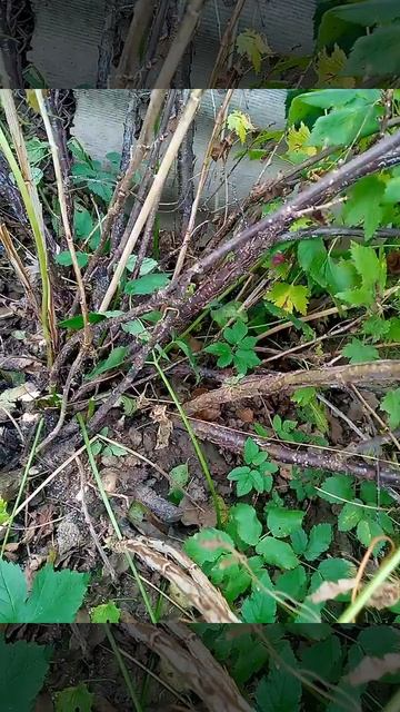 Формирующая обрезка красной смородины mp4 смотреть онлайн