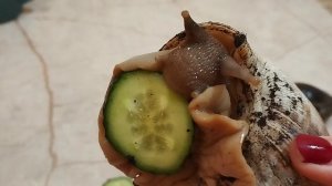 Содержание огромных улиток ахатин в домашних условиях