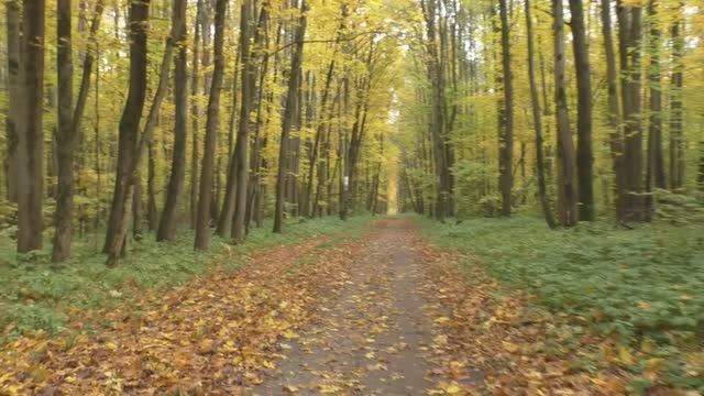 Золотая осень в лесу.