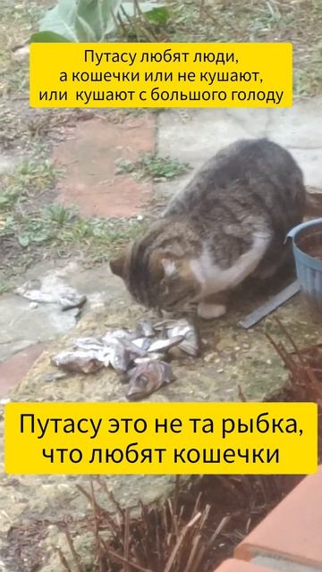 Путасу кошки не едят?#котики #рыба #животные #смешныеживотные #анохина #кот #сосед смотреть онлайн