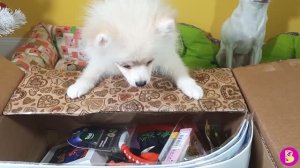 БОЛЬШАЯ РАСПАКОВКА** ПОСЫЛКА для ВИКИ ЛАКИ